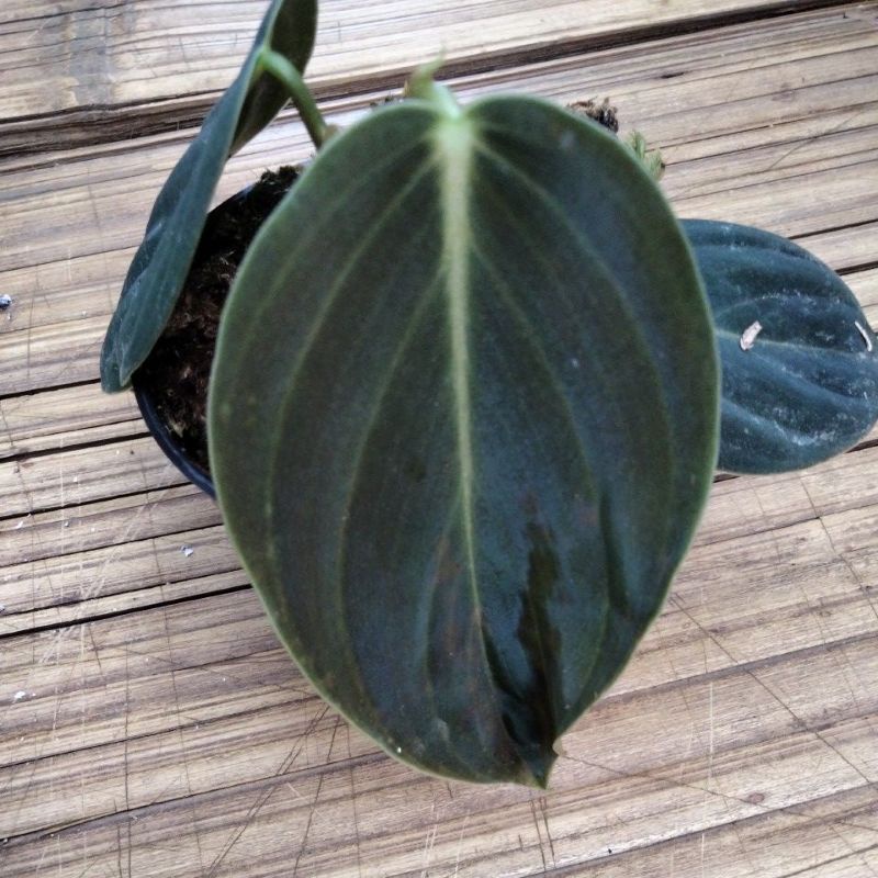 philodendron gigas