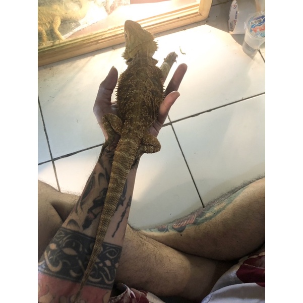 Bearded Dragon normal het hypo jumbo SOLD