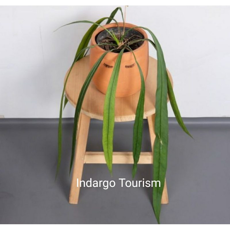 Anthurium dasi / Anthurium Vittarifolium / antorium dasi