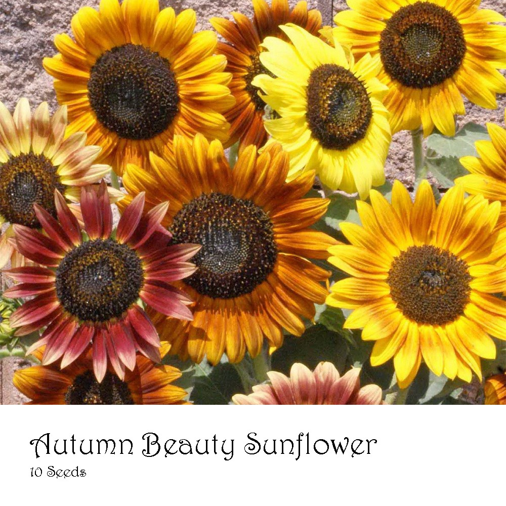 PlantaSeed - 10 Seeds - Autumn Beauty Sunflower Biji Bunga - PAS0213