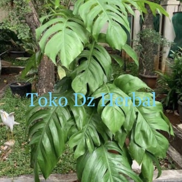 

Daun ekor naga segar 500 gram petik langsung-az