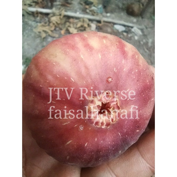 Bibit buah tin JTV Riverse