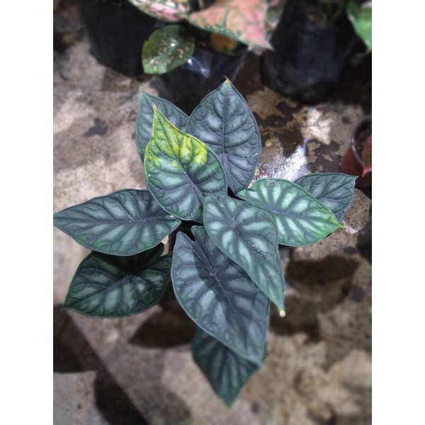 alocasia dragon scale