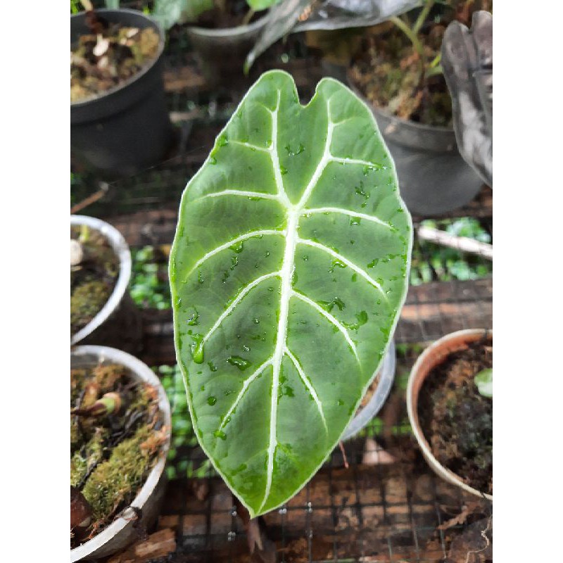 Alocasia Watsonia doff