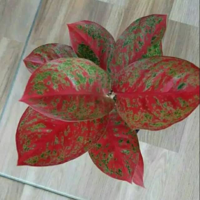 Tanaman aglonema/indukan aglonema red stardust