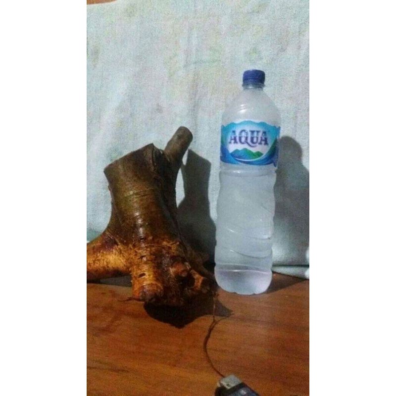 bahan bonsai loa dongkelan terbaru