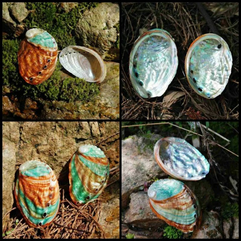 CANGKANG KERANG LAUT MATA TUJUH ABALON PAWA PAUA