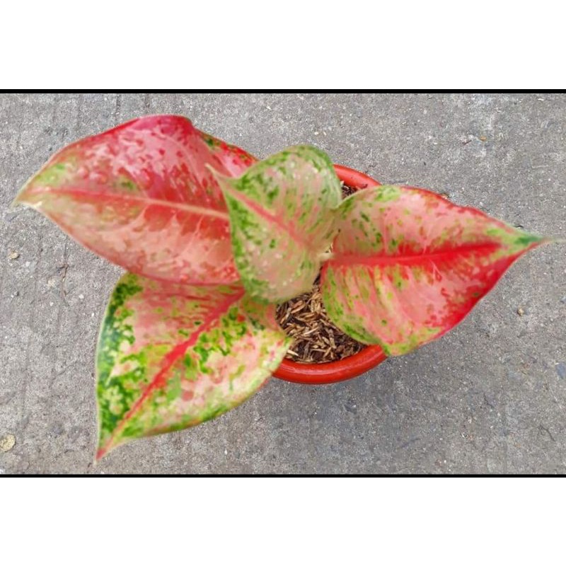 Aglonema Murah Anakan LOD (light of diamond) Best Seller