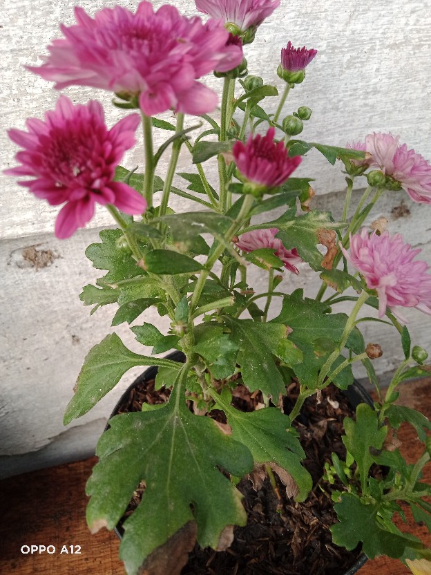 TANAMAN KRISAN ASTER  BUNGA  ASTER  MERAH KUNING  UNGU PUTIH 