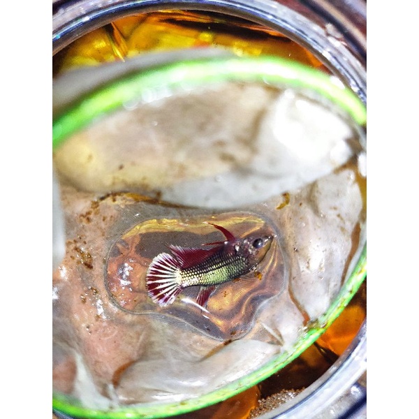 female hmpk red copper