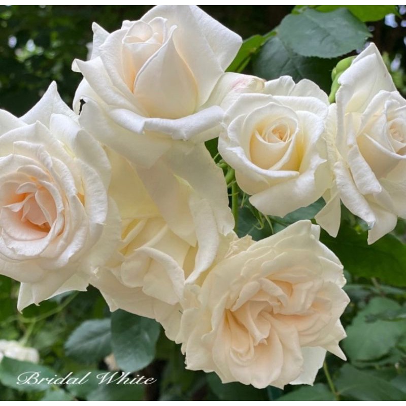 mawar putih Holland / white rose
