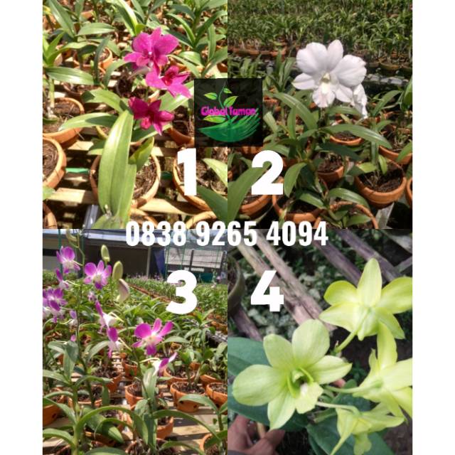 30 Bunga Anggrek Di Pohon Gambar Bunga Indah 30 Bunga Anggrek Di Pohon Gambar Bunga Indah