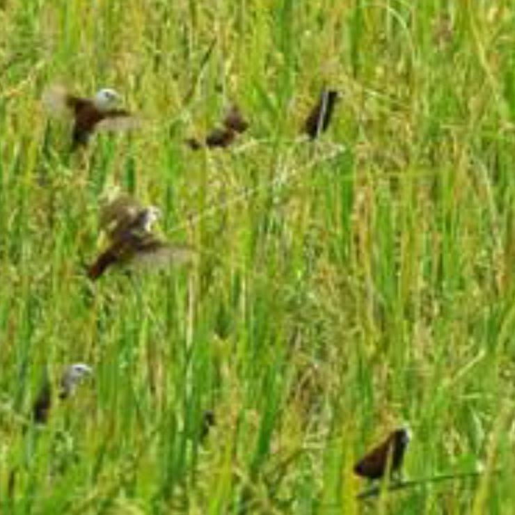 Hot Popular jaring padi senar 0.12 / jaring burung pipit dan emprit / jaring penutup sawah