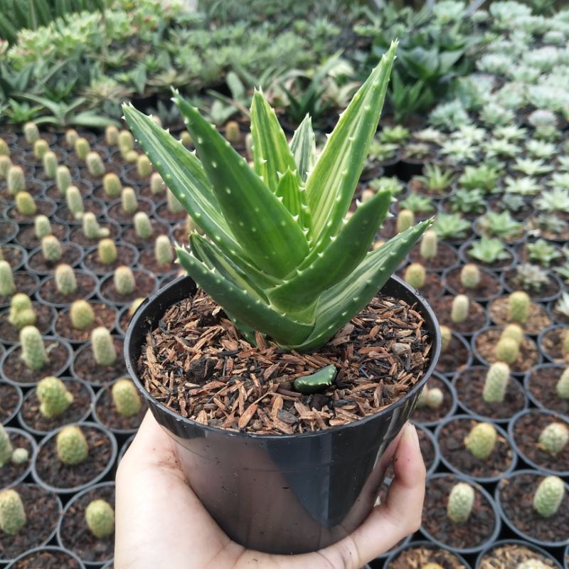 Leaved Aloe Variegated | DP 10cm | Aloe