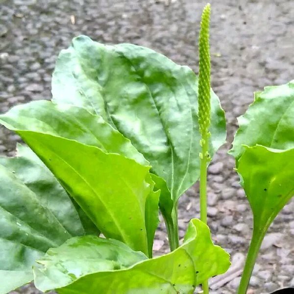 

Daun ki urat kiurat atau daun sendok 500 gram herbal