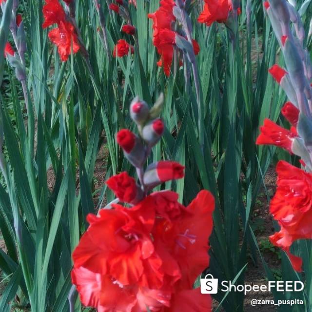Umbi Gladiol Merah
