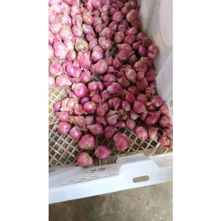 

Bawang Merah Berebes 1kg