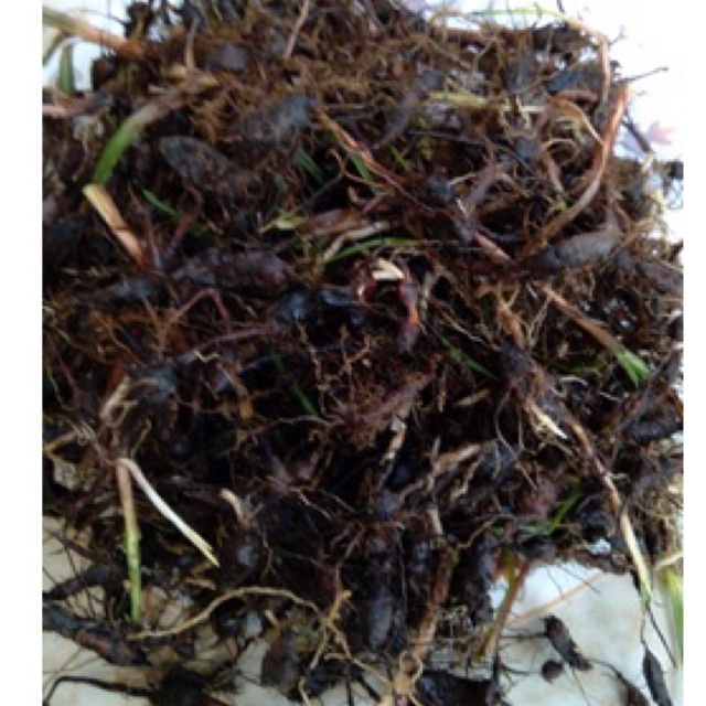 

umbi rumput teki segar