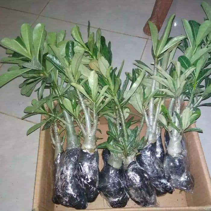 Bibit tanaman hias bunga adenium kamboja jepang/kemboja-2