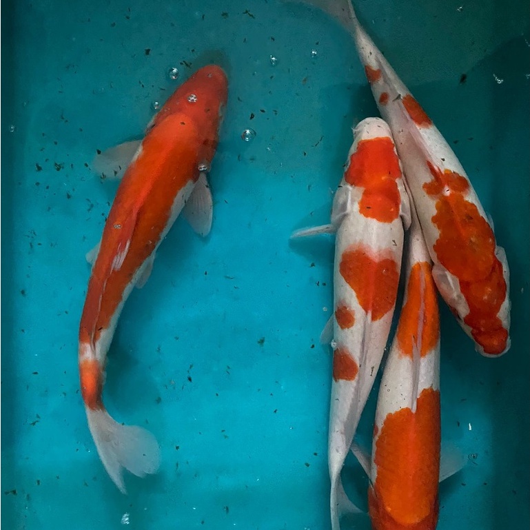 IKAN KOI KOHAKU Blitar 31-33cm Grade A+