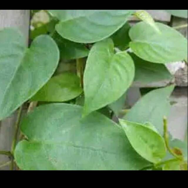 Daun Sembukan Kentut Buang Angin 100 gram