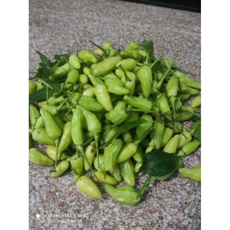 

cabe rawit putih 500 gram