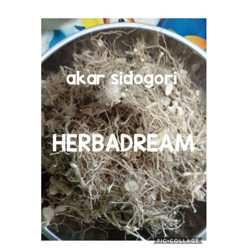 

15 GRAM AKAR SIDOGORI SIDAGURI SIDAGORI SADAGURI SALIGURI OTOK OTOK SELEGUI TAGHURI SIDA RHOMBIFOLIA ARROWLEAF SIMPLISIA KERING DRIED PREMIUM ORGANIK