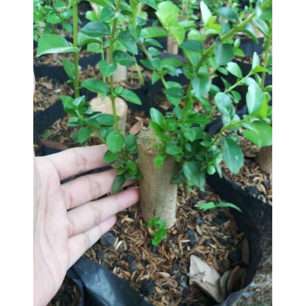 BONSAI SANCANG DAUN BULAT SUDAH HIDUP,UKURAN SMALL 30k