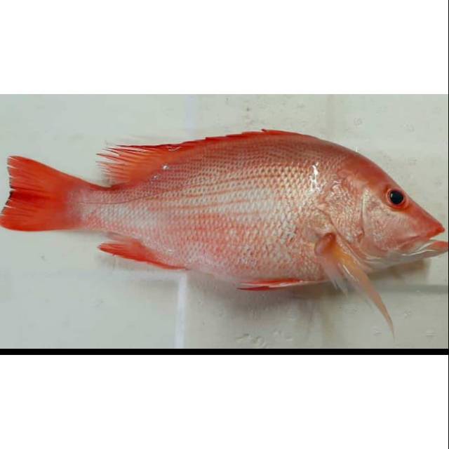 

Kakap merah uk 1 s/d 2 kg