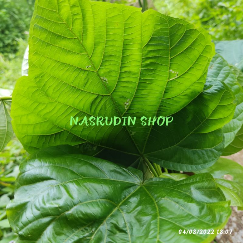 

[Fresh] DAUN PALIASA DAUN KATIMAHA SEGAR LANGSUNG PETIK