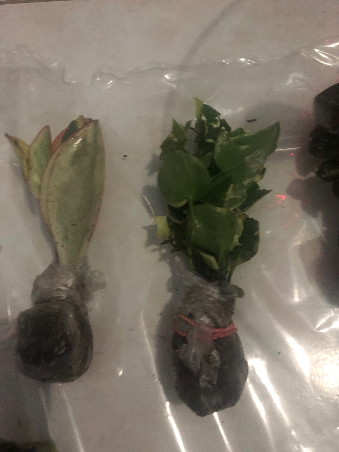 Tanaman Hias Peplan Merah/peperomia Clusiifolia Rainbow