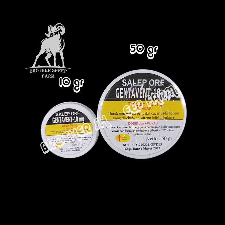 Gentavent obat cacar mulut orf hewan Domba Kambing Sapi