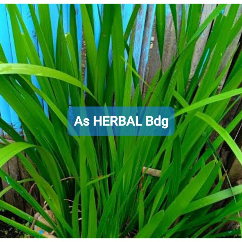 

Jual daun jaringao dlingo delingo segar 300 gram-az