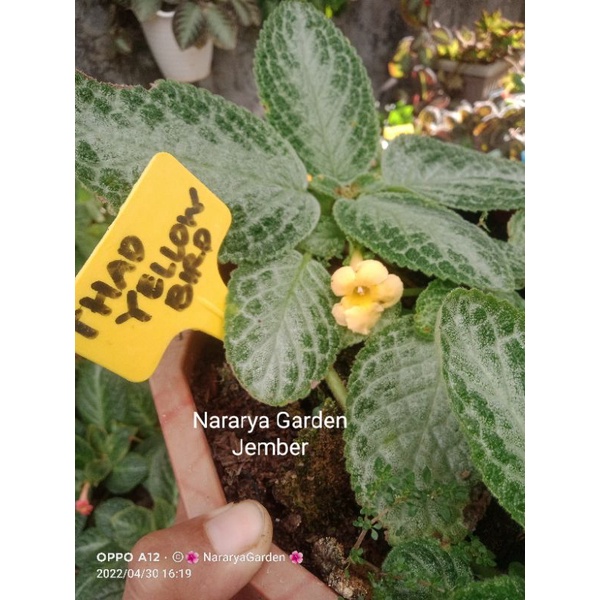 Episcia import Thad Yellow Bird (bunga kuning)