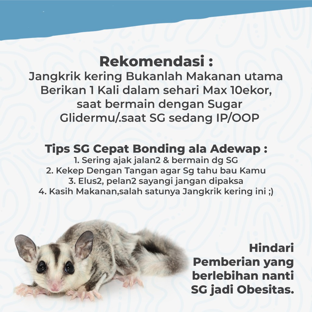 ADEWAP GLIDER Dried Cricket Jangkrik Kering Sugar Glider