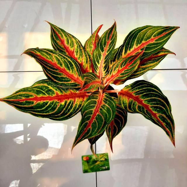 Tanamam Hias Aglaonema Red Sunset Super B