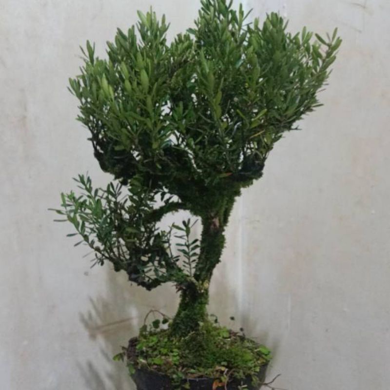 0Bonsai boxus batang besar - bonsai boxus