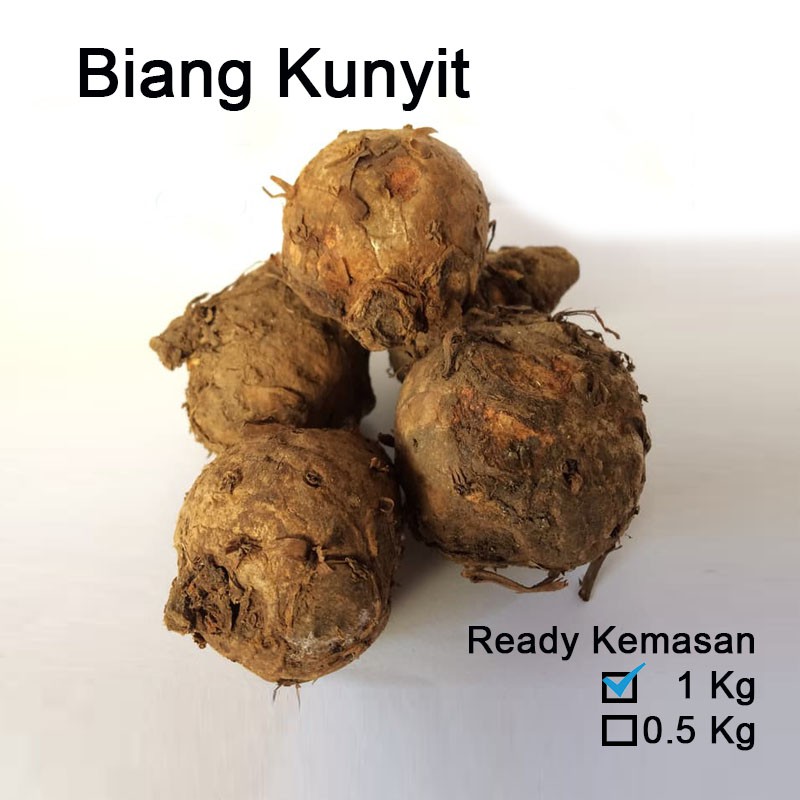 Biang Kunyit  induk  kunyi empu kunyit  segar fresh 
