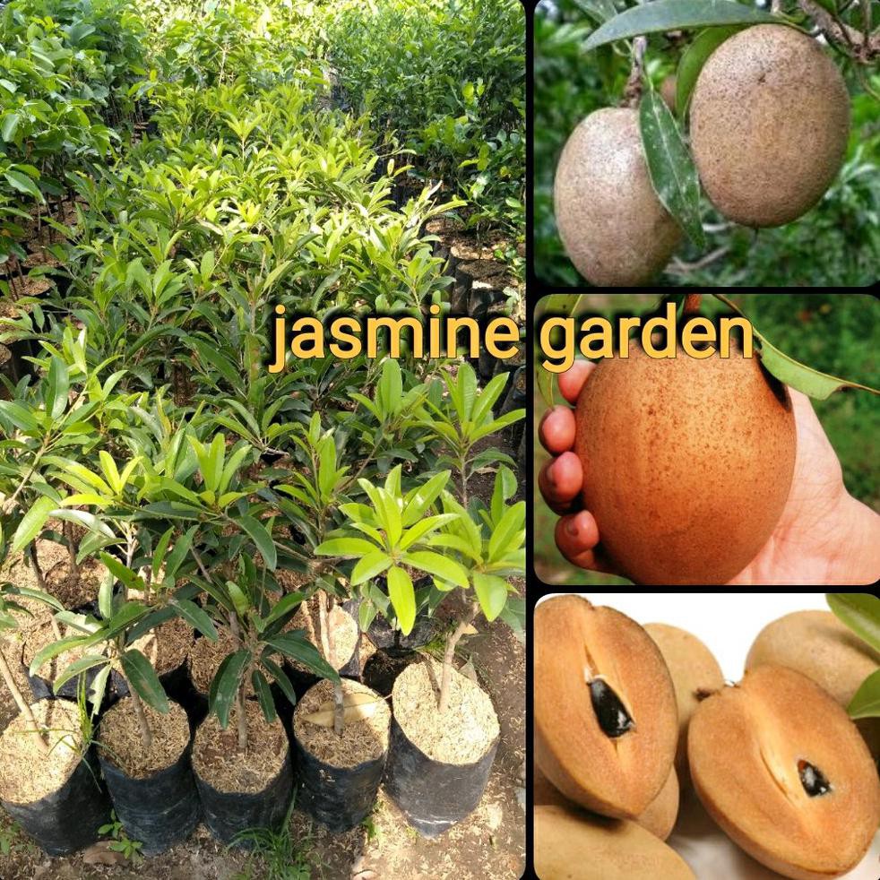 $$RR BIBIT BUAH SAWO JUMBO VIETNAM BANGKOK @_$