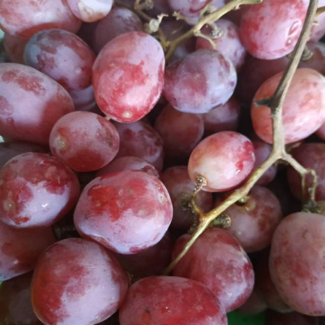 

Anggur red globe Australia