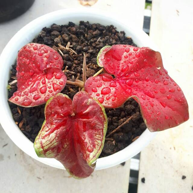 Caladium RED STARDUST