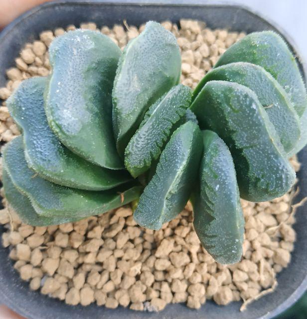 Tanaman Hias Haworthia Truncata