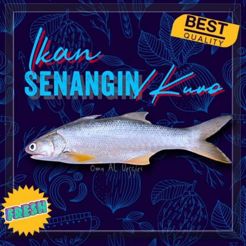 

IKAN KURO/SENANGIN SEGAR PER 500 GR/ FOURFINGER THREADFIN FISH