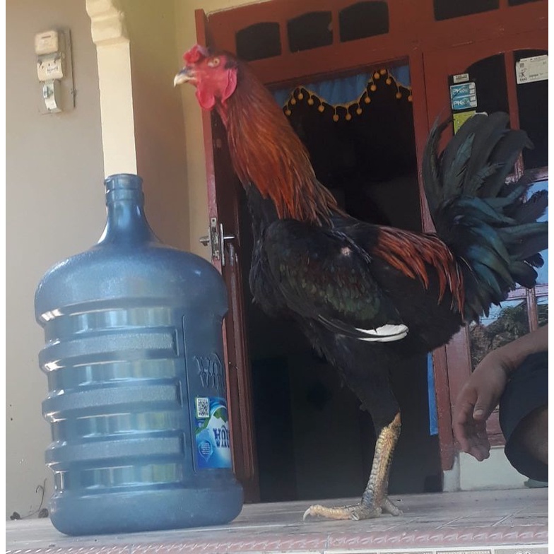 Paket telur tetas 4 butir AYAM KAMPUNG RAKSASA ACHMAD GIGANTE (AG) GRAND PARENT STOCKt