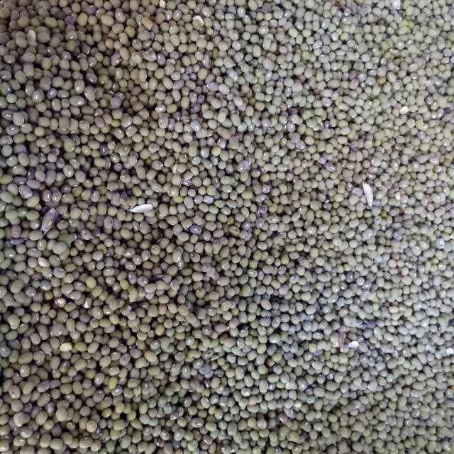

Kacang hijau lumut