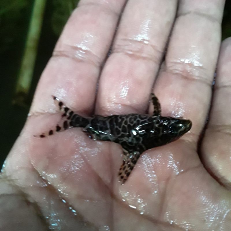 ikan synodontis