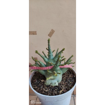 Adenium Arabikum Hybrid ID GODJI X EMERALD TANK