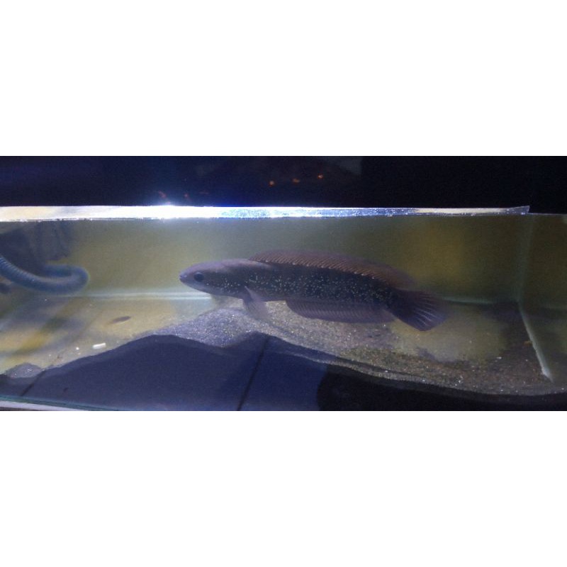 chana Asiatica Ws Pure