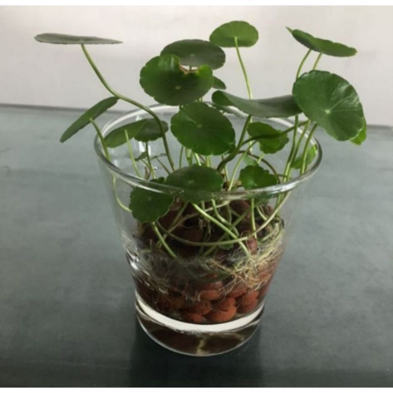 tanaman hias pegagan. tanaman air