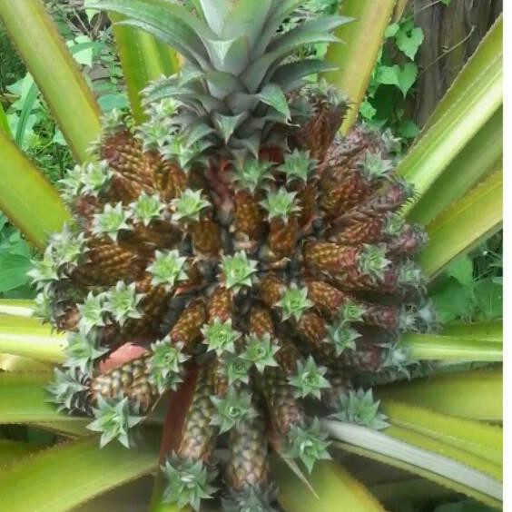 $HargaGrosir$ Bibit Nanas Medusa ,..,..